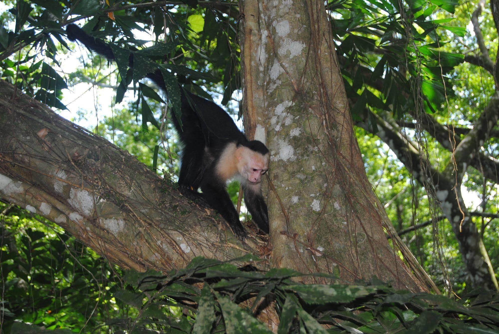 Jungle Beach Hotel Manuel Antonio Bagian luar foto